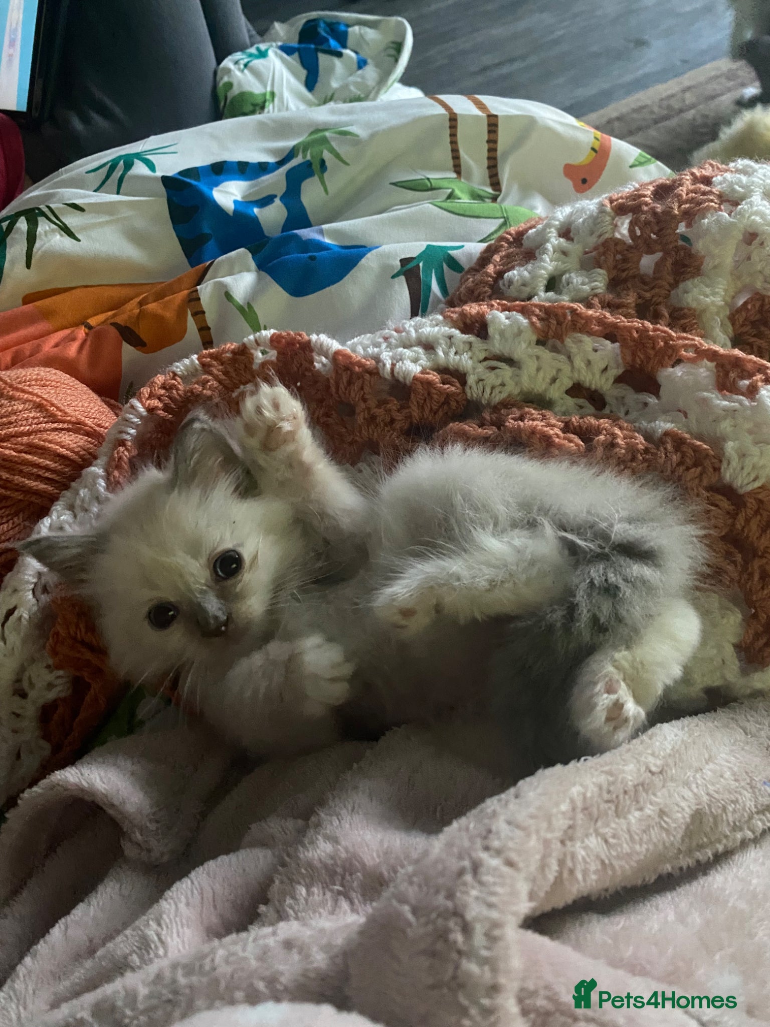Ragdoll cats for sale: Stunning Ragdoll Kittens  - Advert 1