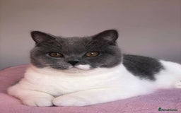 British Shorthair cats for sale: British short haircuts - Image 4