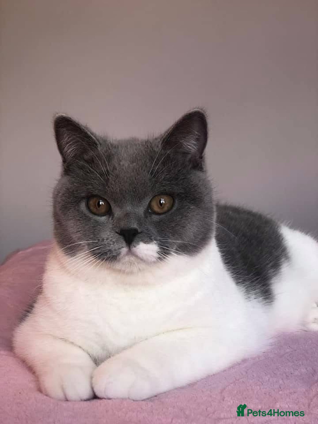 British Shorthair cats for sale: British short haircuts - Image 4