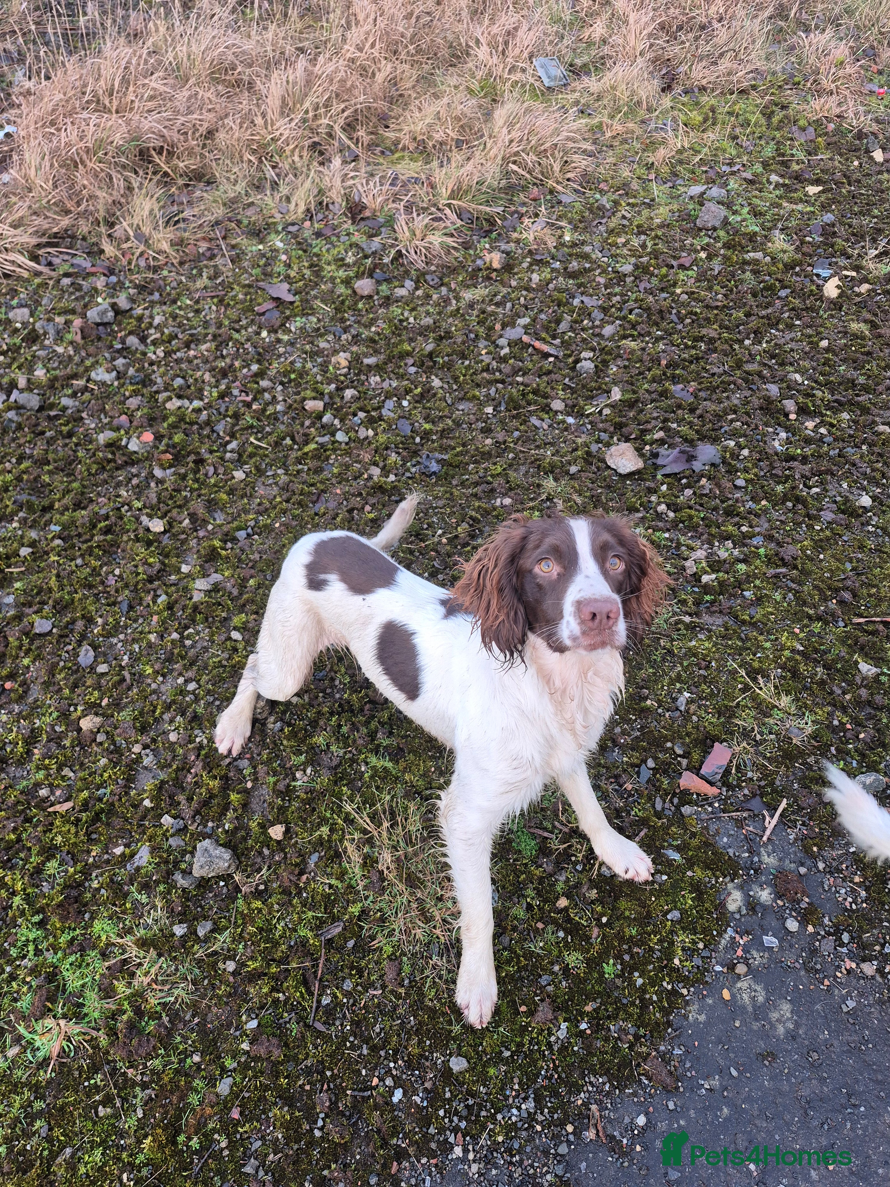 English Springer Spaniel dogs Trained Springer Spaniel Pup - Advert 4