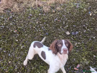 English Springer Spaniel dogs KC Registered Trained Springer Spaniel Pup - Advert 1