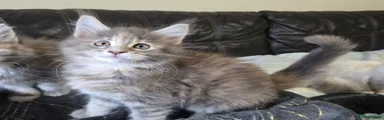 Maine Coon 2 Buttercup 