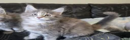 Maine Coon cats for sale: Stunning TICA registered girls - Advert 12
