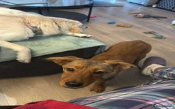 Mixed Breed dogs for adoption: Chase for adoption - Image 5