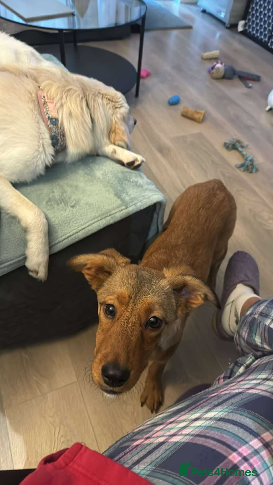 Mixed Breed dogs for adoption: Chase for adoption - Image 5