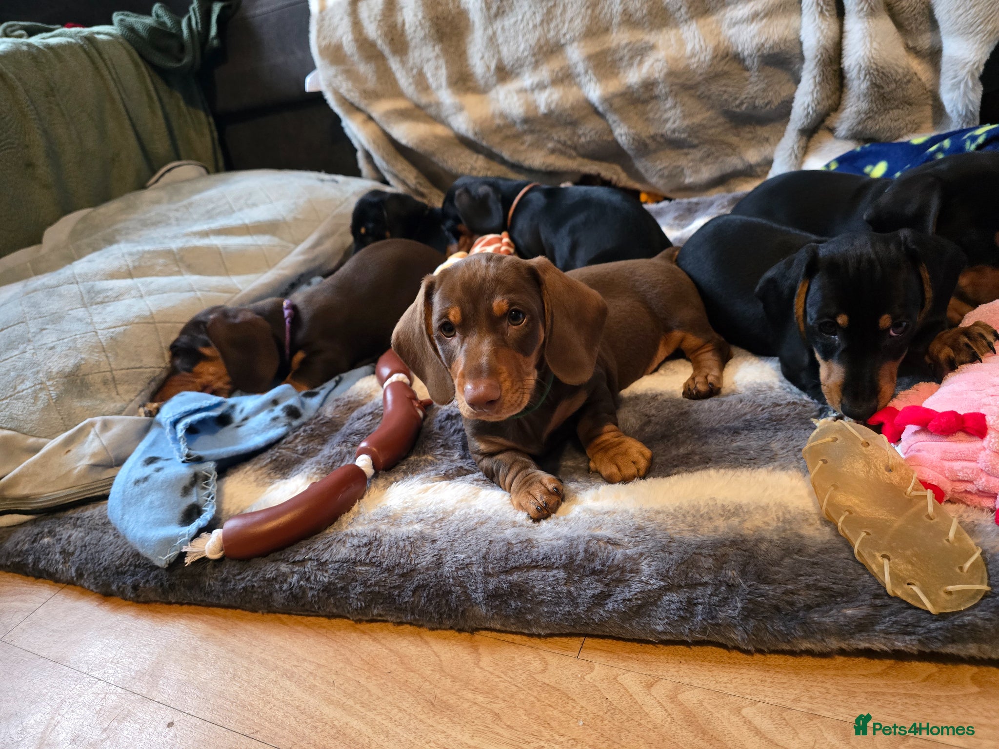 Dachshund dogs Beautiful short hair dachshund puppies - Advert 14