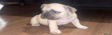 French Bulldog Puppy 2