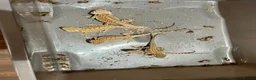Bearded Dragon reptiles for sale: Juvenile Bearded dragons  - Advert 12