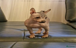 Mexican Hairless dogs for sale: Stunning mini red boy 4 months 8 week old girl . - Image 18