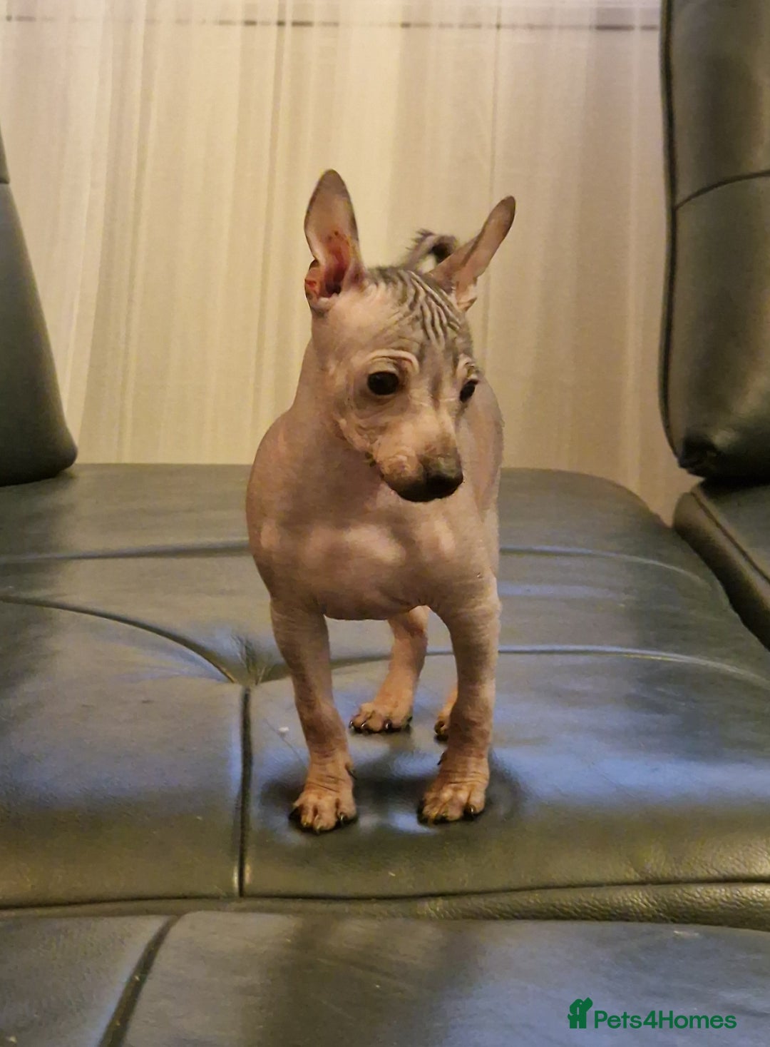 Mexican Hairless dogs for sale: Stunning mini red boy 4 months 8 week old girl . - Image 18