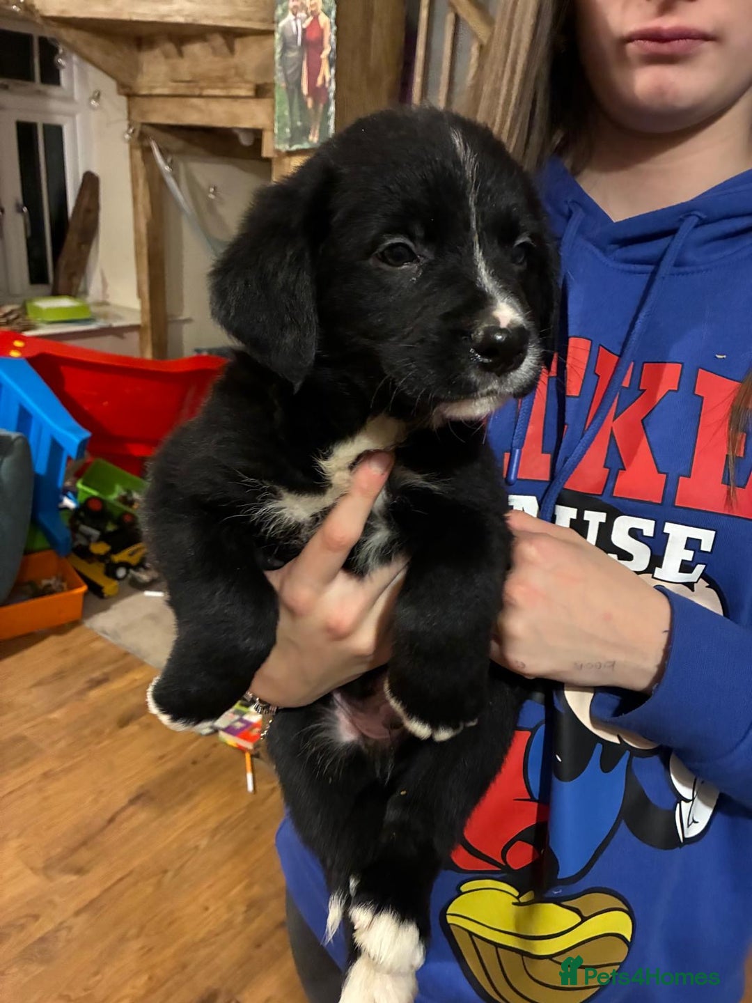 Mixed Breed dogs for sale: Bernese x border collie puppies in Rhayader - Advert 4