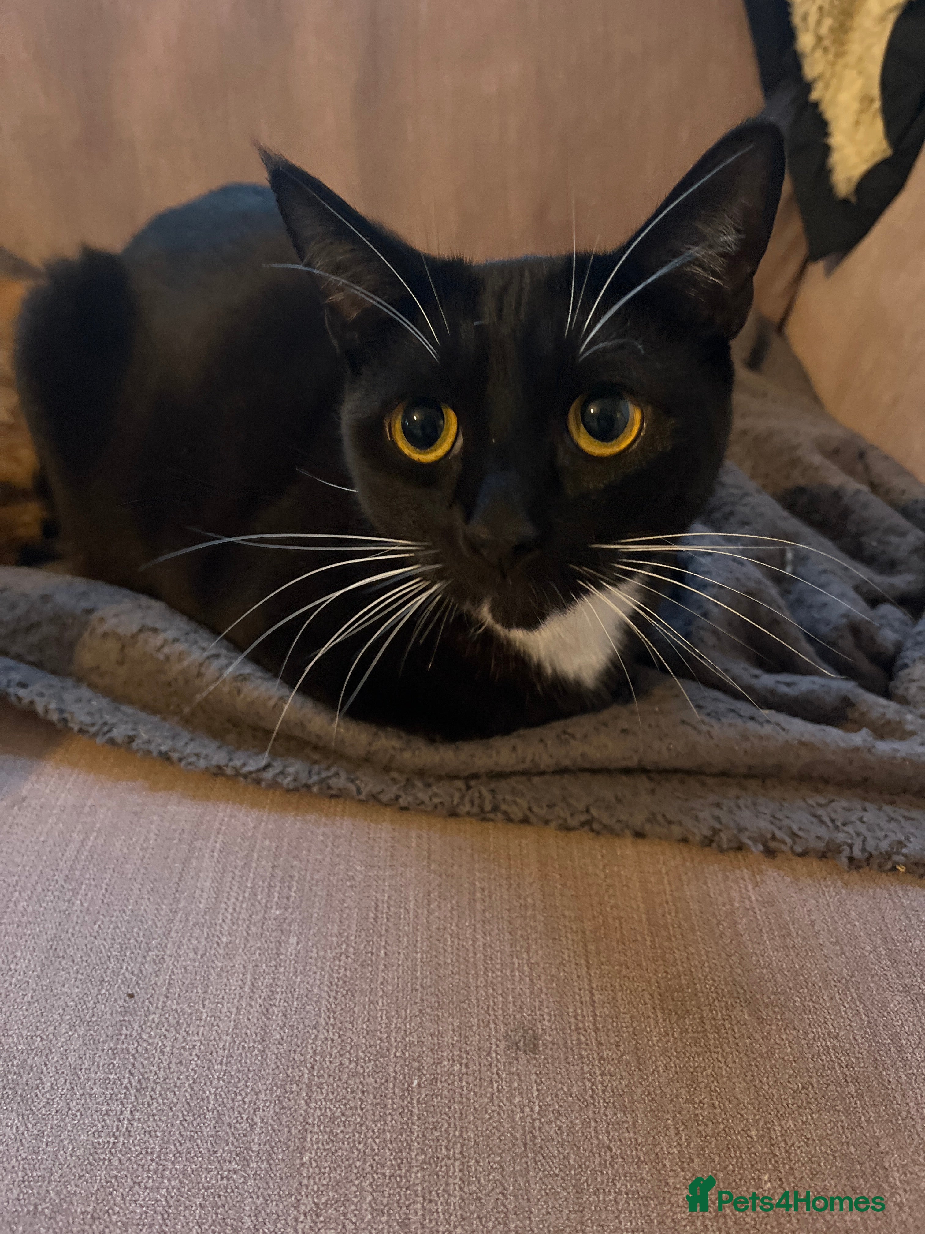 British Shorthair cats 2 sisters 2 years old in Brighton - Advert 1