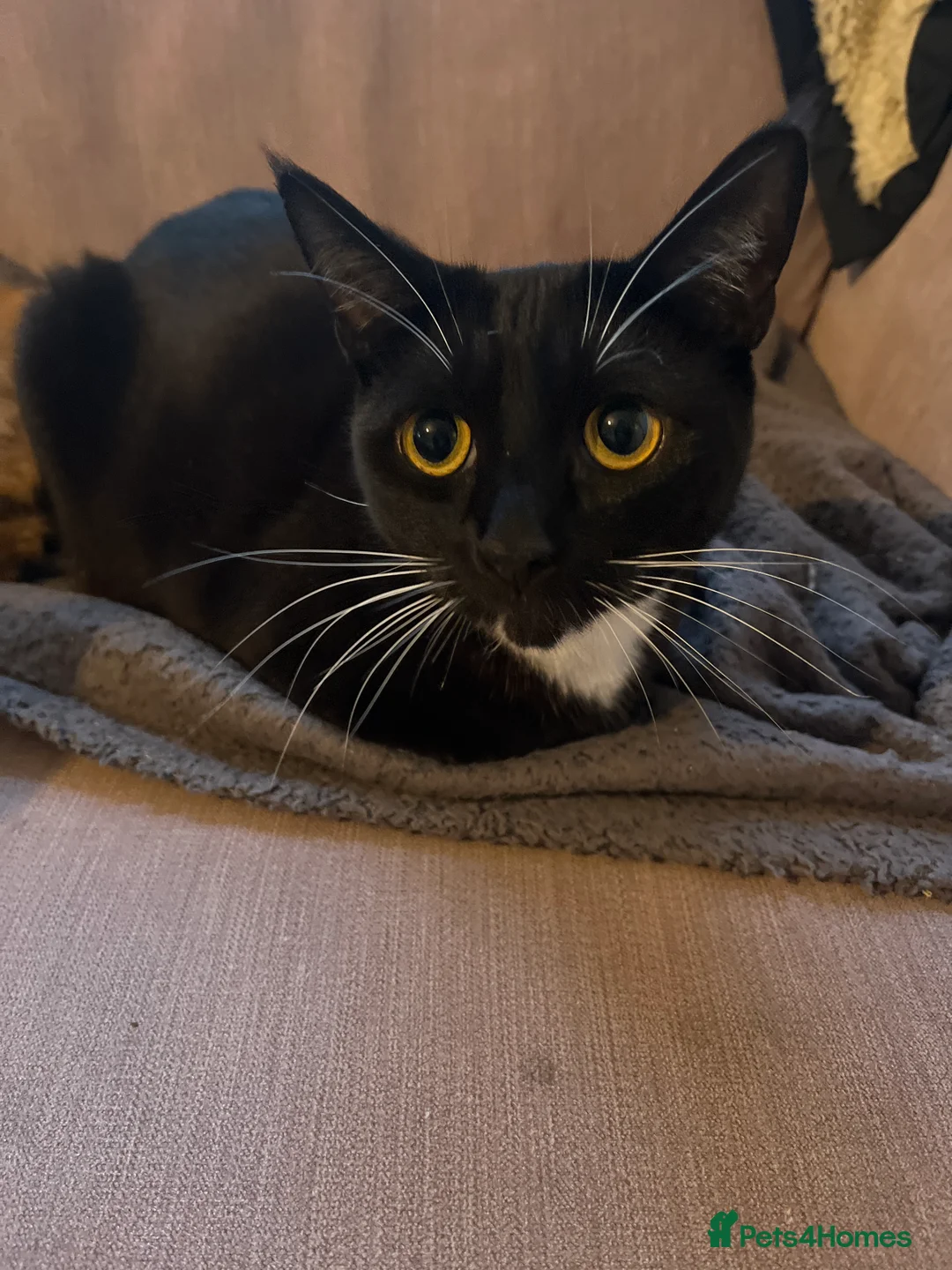 British Shorthair cats for sale: 2 sisters 2 years old in Brighton - Advert 1