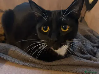 British Shorthair cats 2 sisters 2 years old in Brighton - Advert 1