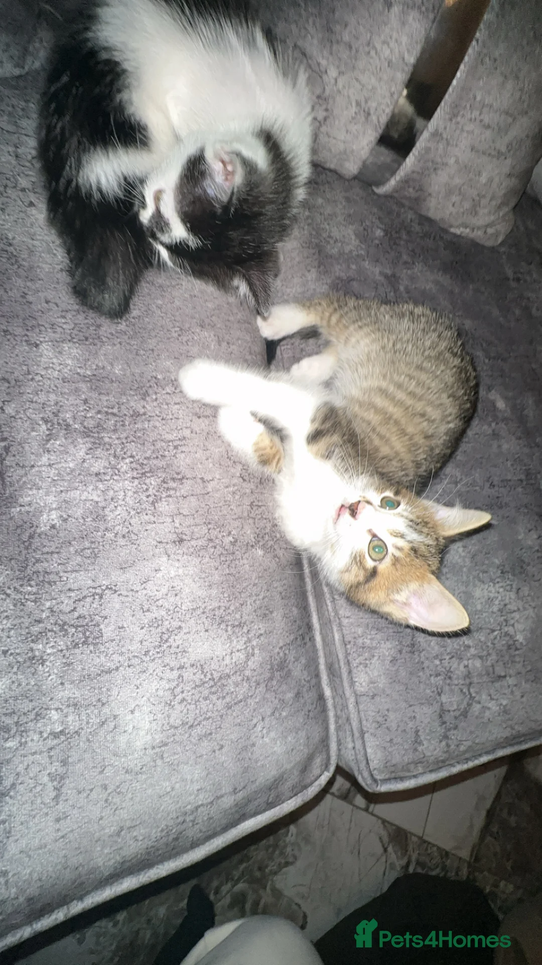 Domestic Shorthair cats for sale: Gorgeous tabby and British shorthair kitten - Advert 33
