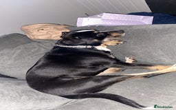Mixed Breed dogs for sale: Beautiful dog named Mel  - Image 6