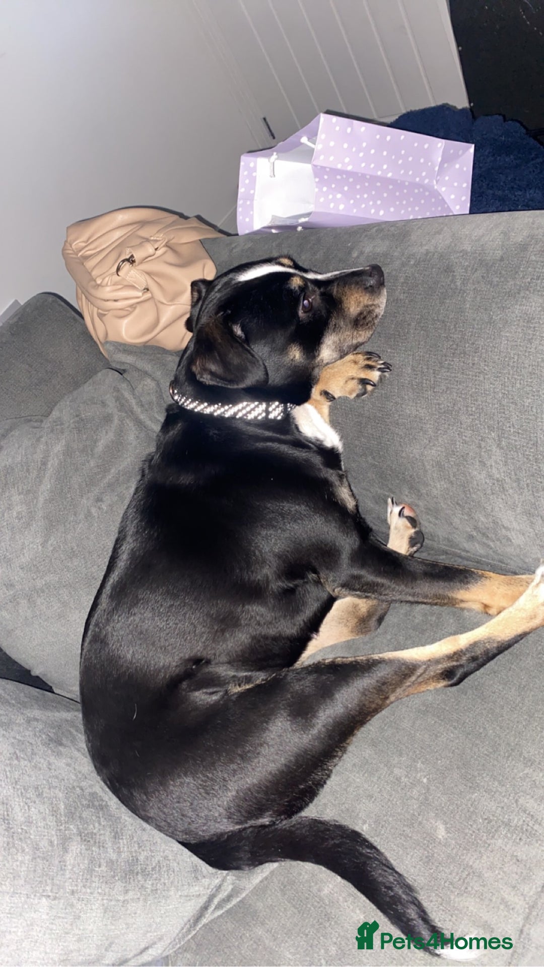 Mixed Breed dogs for sale: Beautiful dog named Mel  - Image 6