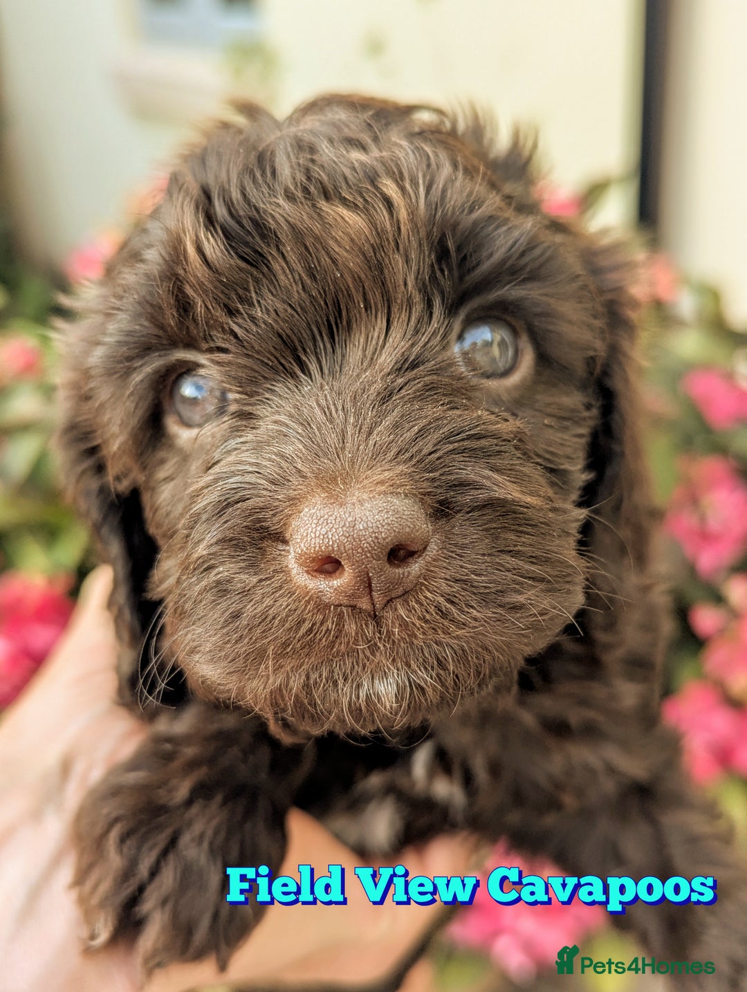 Cavapoo dogs for sale: F1 Extensively health tested Cavapoo puppies  - Advert 7