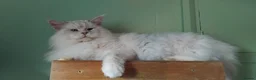 Maine Coon cats for sale: Pure Maine Coons Kittens For Sale - Advert 10