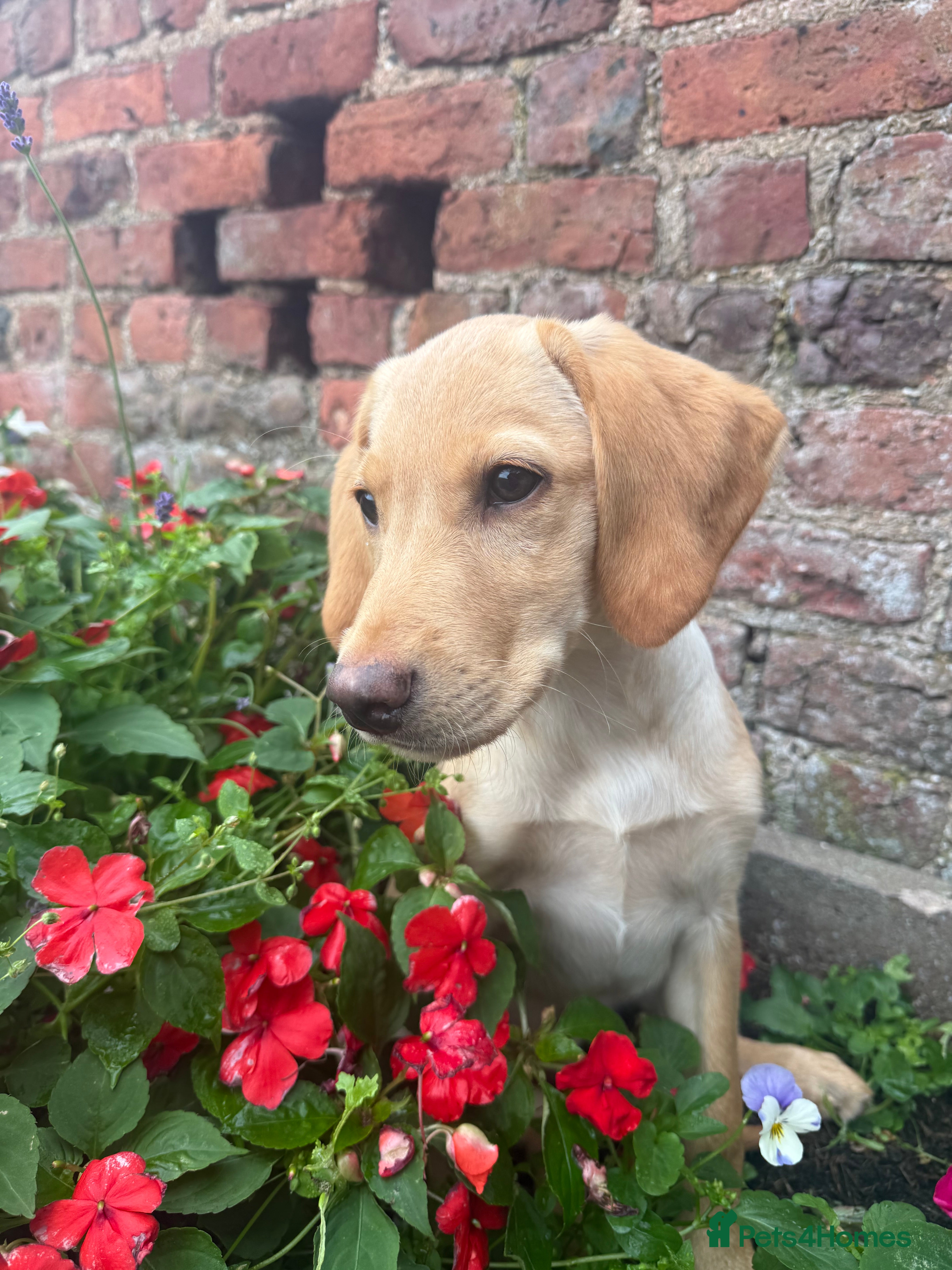 Labrador Retriever dogs Fox red & Yellow Labrador Puppies  - Advert 2