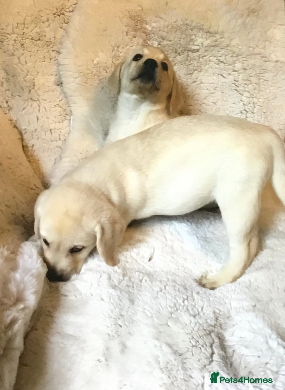 Labrador Retriever dogs for sale: Golden Labrador pups Ready Now - Image 13