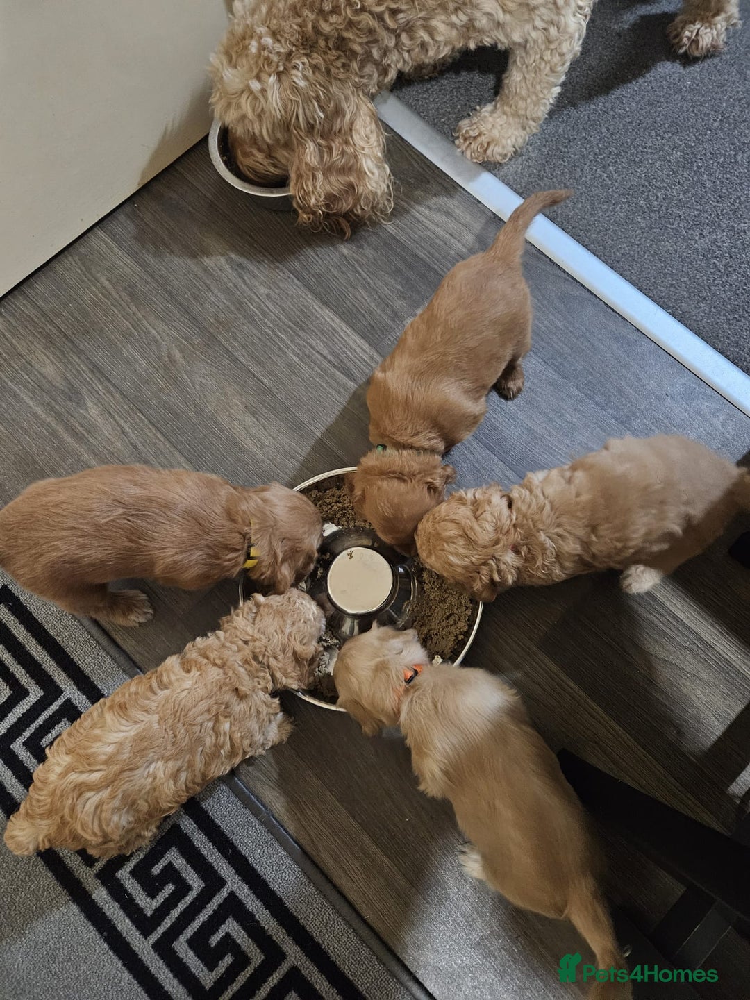 Cockapoo dogs for sale: Gorgeous cockapoo puppies, 2 boys and 2 girls - Advert 25