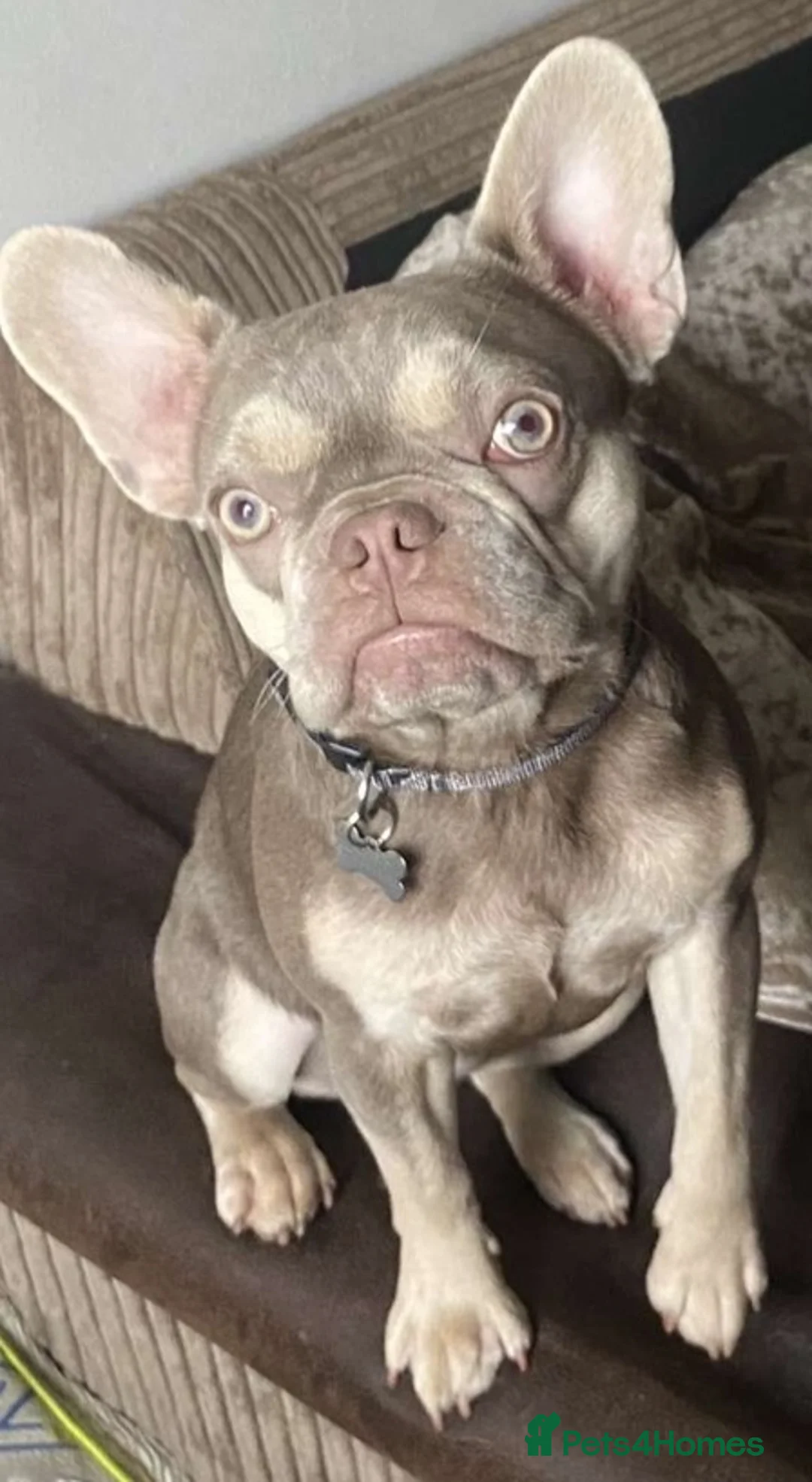 French Bulldog dogs for sale: Fluffy Frenchie  - Advert 1