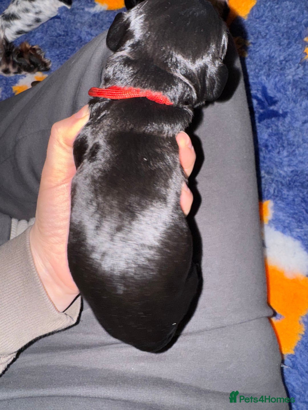 Sprocker dogs for sale: Sprocker Spaniel Puppies - Advert 13