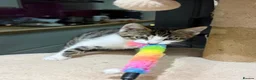 Mixed Breed cats for sale: Kittens part Bengal - Advert 18