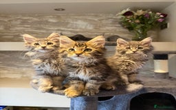 Maine Coon cats for sale: XL Russian Cubs 🇷🇺 ❤️ - Advert 2