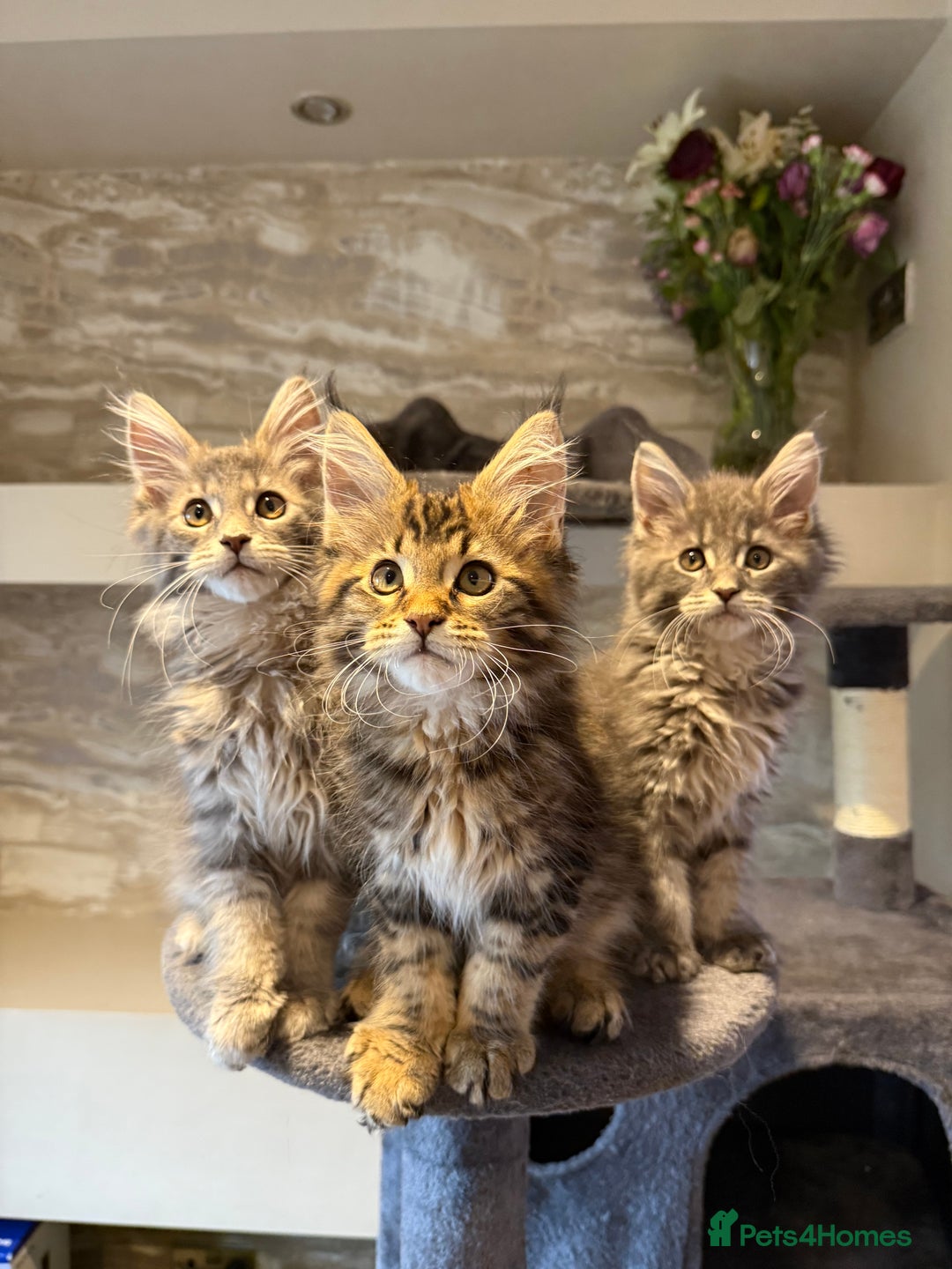 Maine Coon cats for sale: XL Russian Cubs 🇷🇺 ❤️ - Advert 2