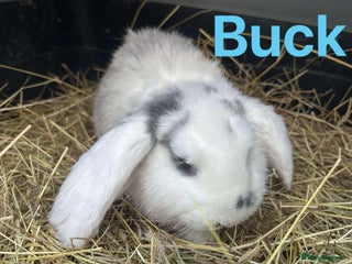 French Lop rabbits 2 LEFT French Lop buck babies READY NOW!! - Advert 4