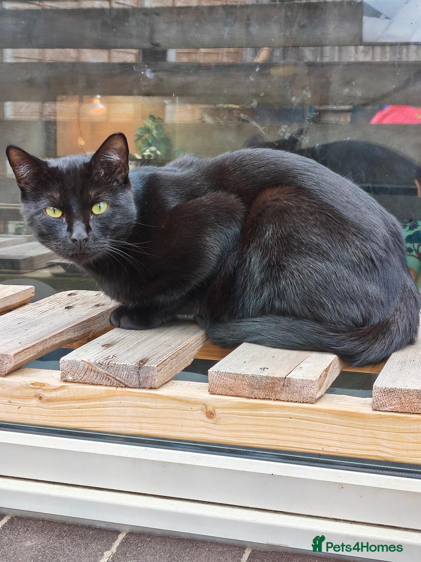 Mixed Breed cats Male cat - Advert 4
