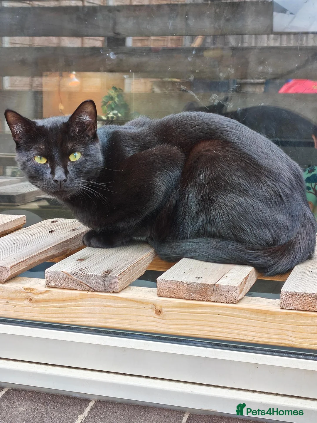 Mixed Breed cats for sale: Male cat - Advert 1
