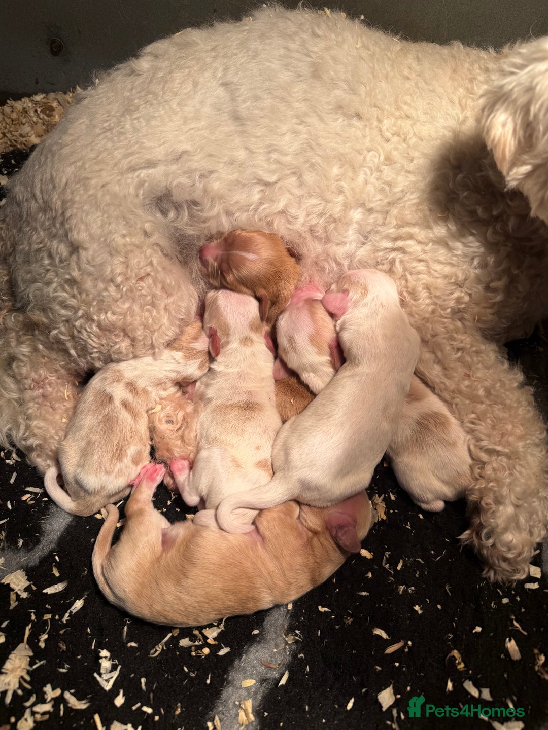 Cavapoo dogs for sale: F1 miniature cavapoos  - Image 4