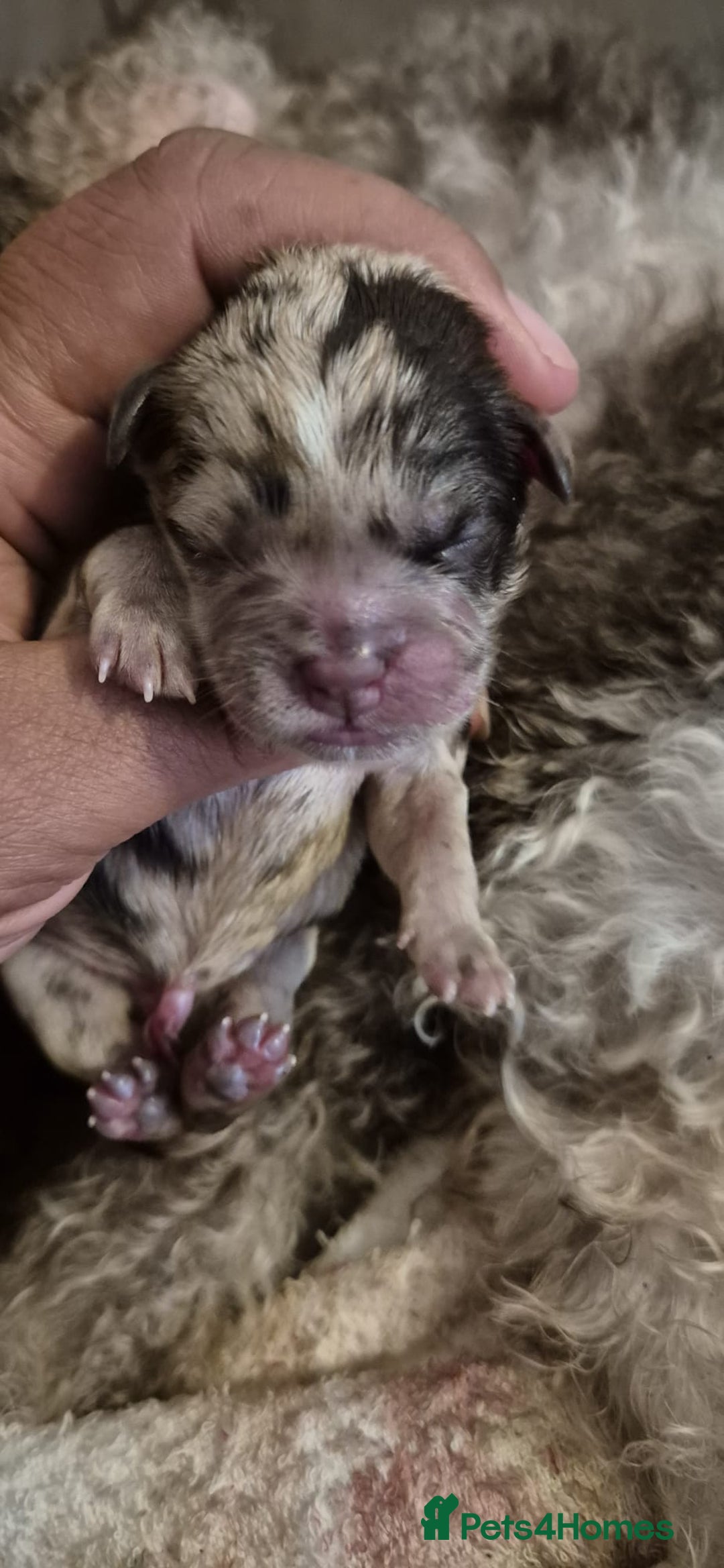 Shihpoo dogs for sale: Beautiful Chocolate & Tan Girl Ready Next Week  - Image 9