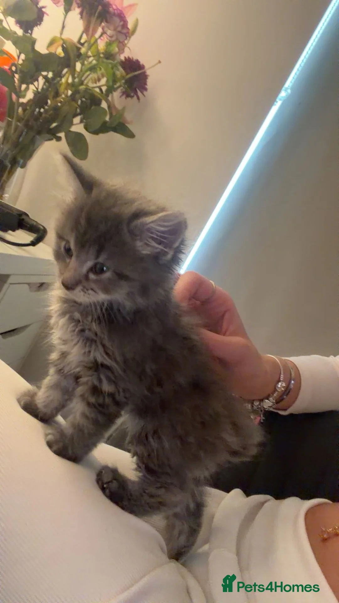 Ragdoll cats for sale: 7 week old ragdoll for sale! girl urgent  - Advert 2