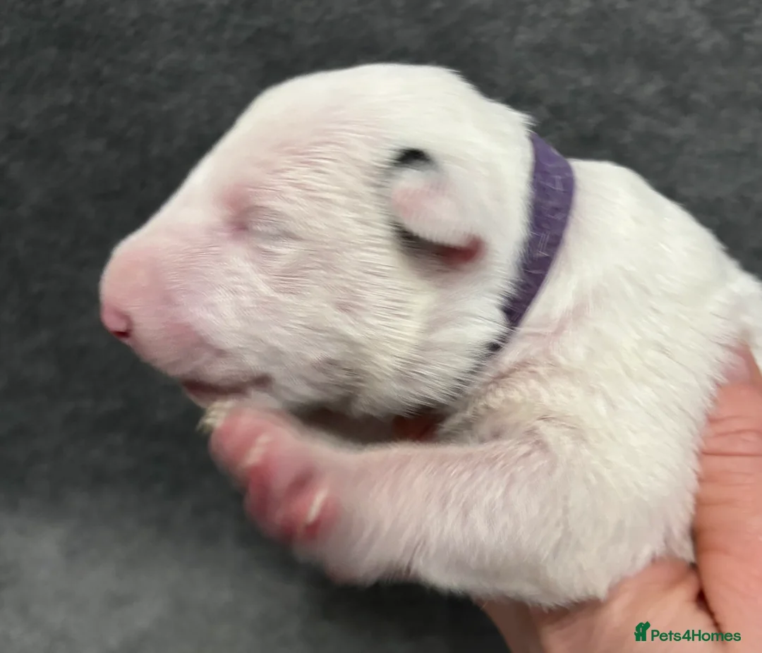 English Bull Terrier dogs for sale: Outstanding litter of bullterriers  - Advert 7