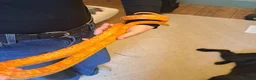 Corn Snake reptiles for sale: Corn snake with vivvarium in Ivybridge - Advert 27
