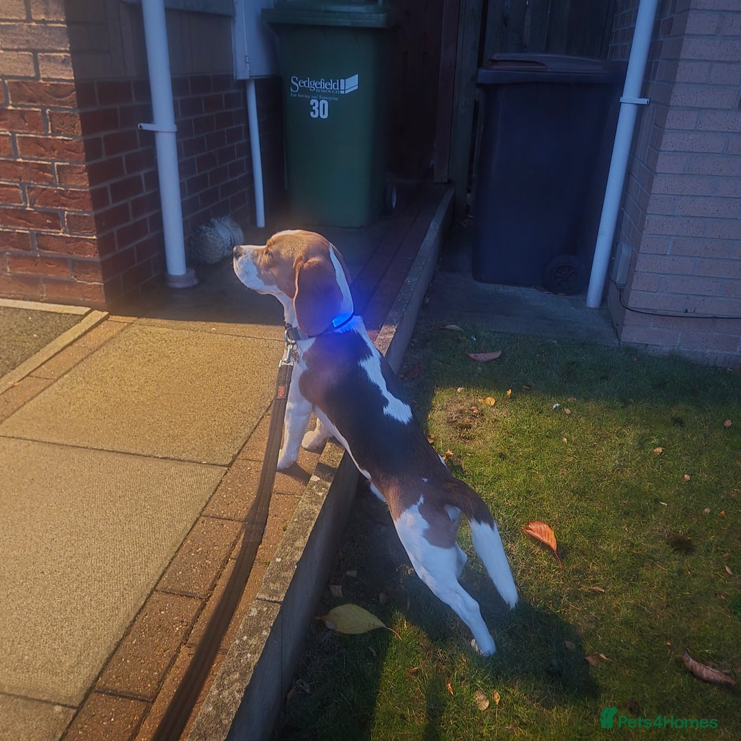 Beagle dogs for stud: Beagle for stud only - Advert 4