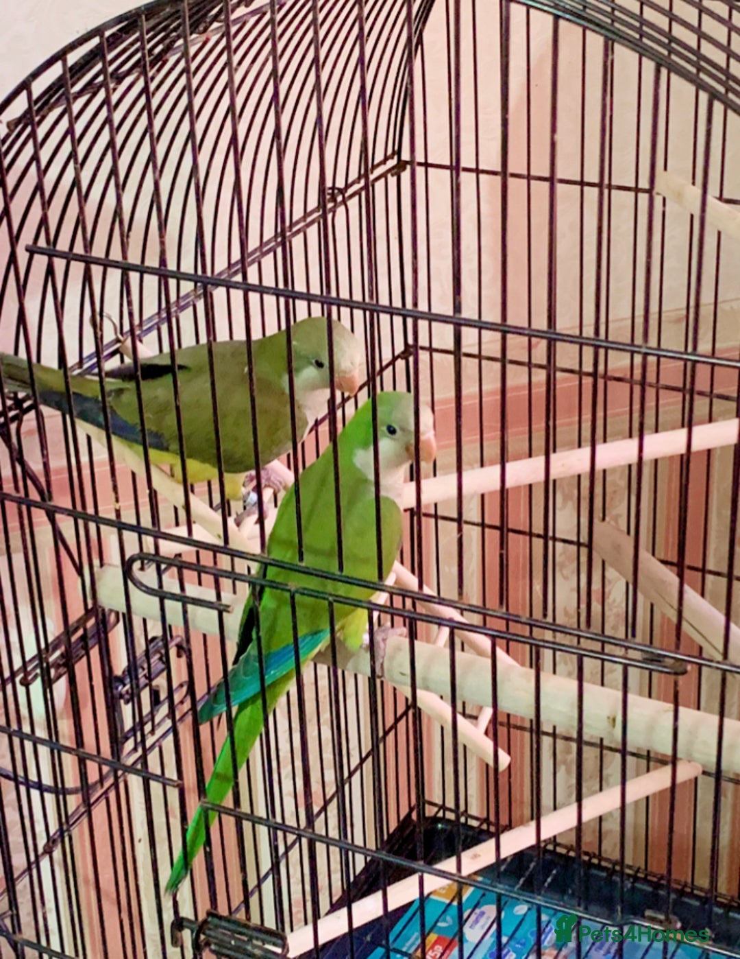 Parakeets birds for sale: Two hand reared quaker parrots  - Image 2