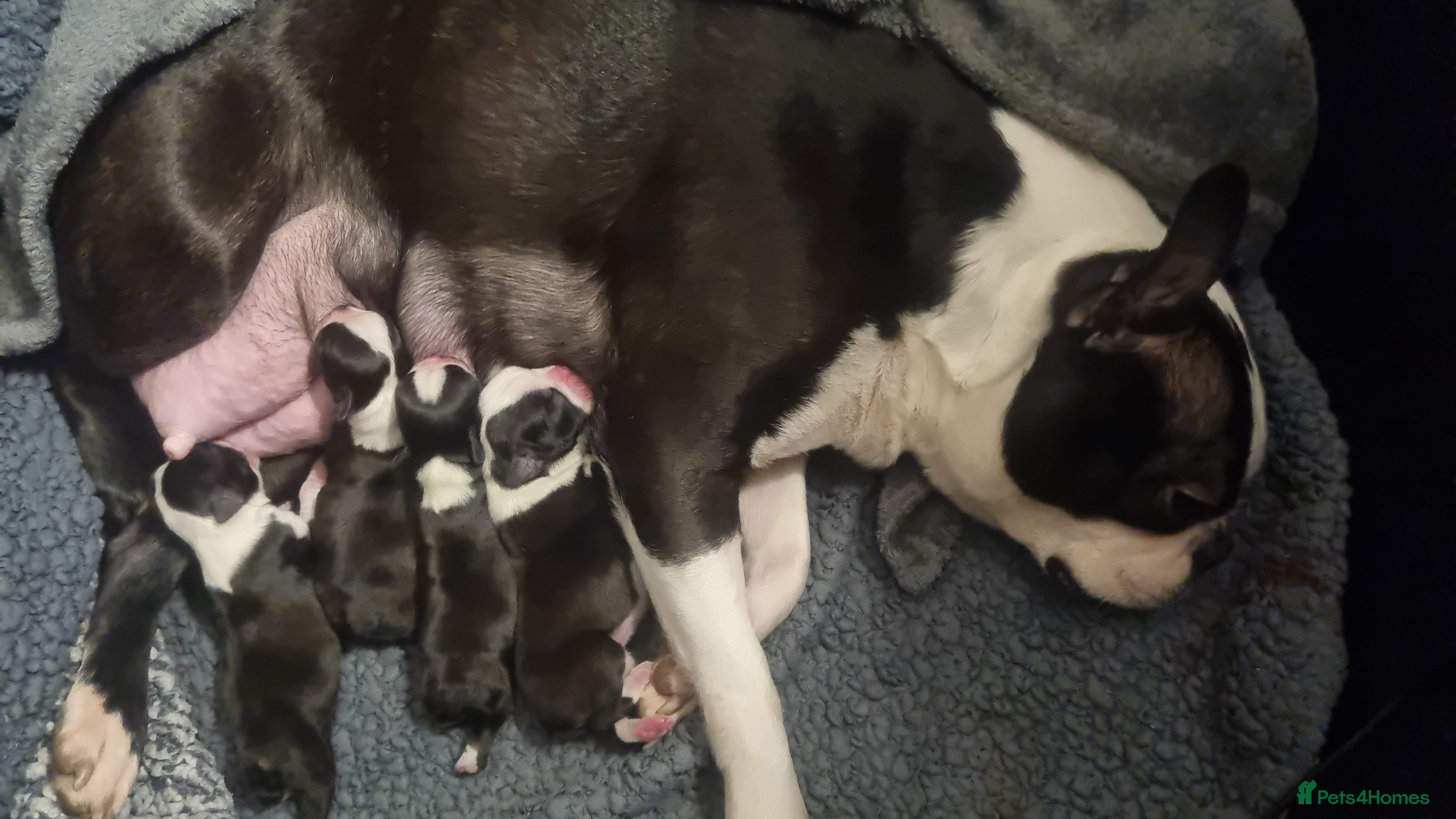 Boston Terrier dogs 4th Generational Outstanding Pups - Advert 1