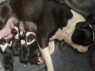 Boston Terrier dogs 4th Generational Outstanding Pups - Advert 1