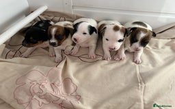 Jack Russell dogs for sale: Outstanding Miniature Jack Russell Puppys  - Image 3