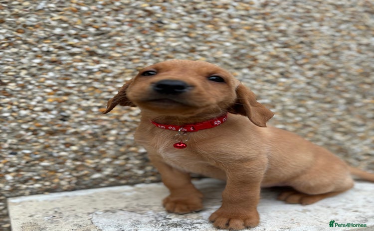 Labrador Retriever dogs - Advert 4