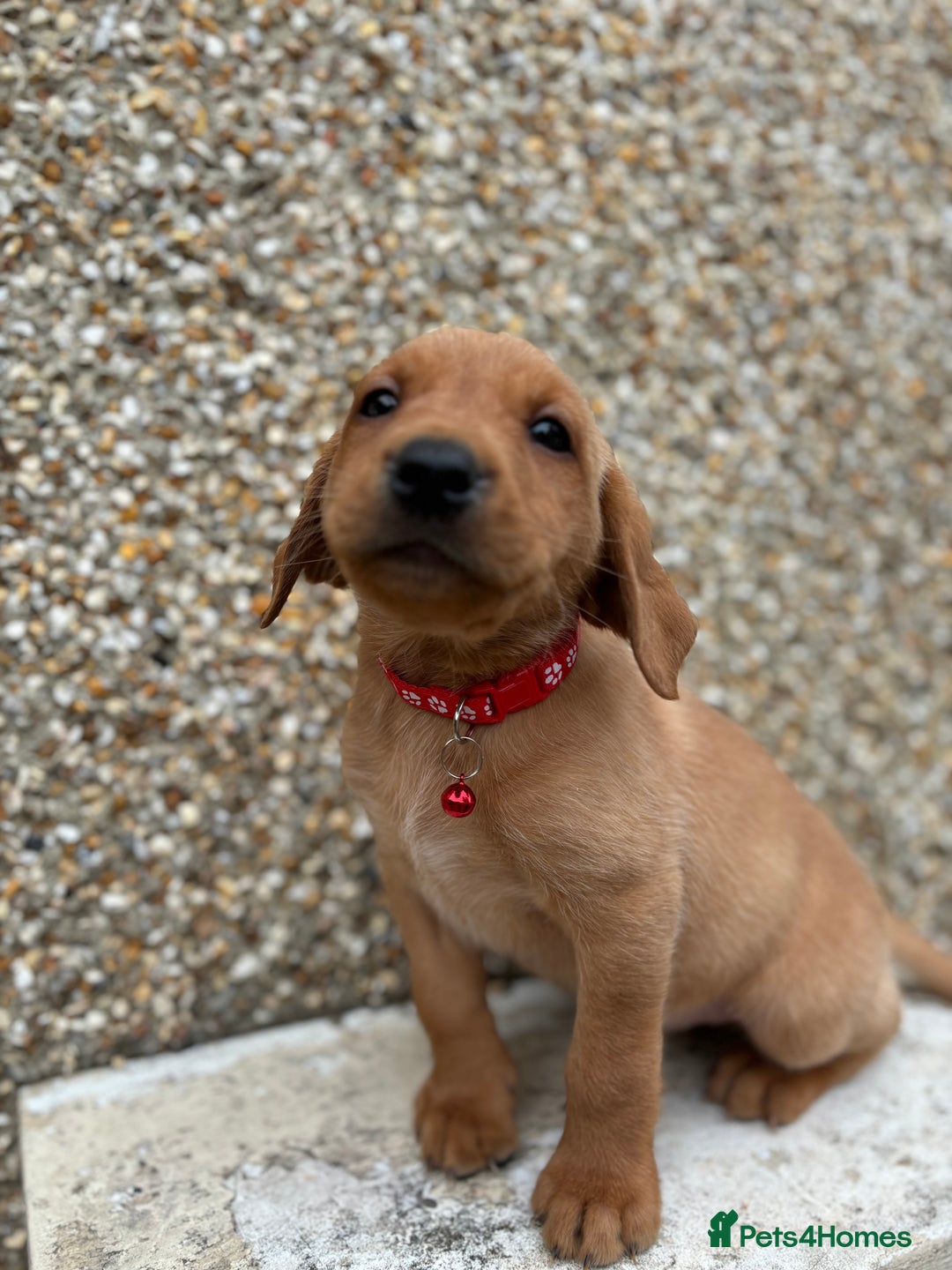Labrador Retriever dogs for sale: Fox Red Labrador Puppies - Image 7
