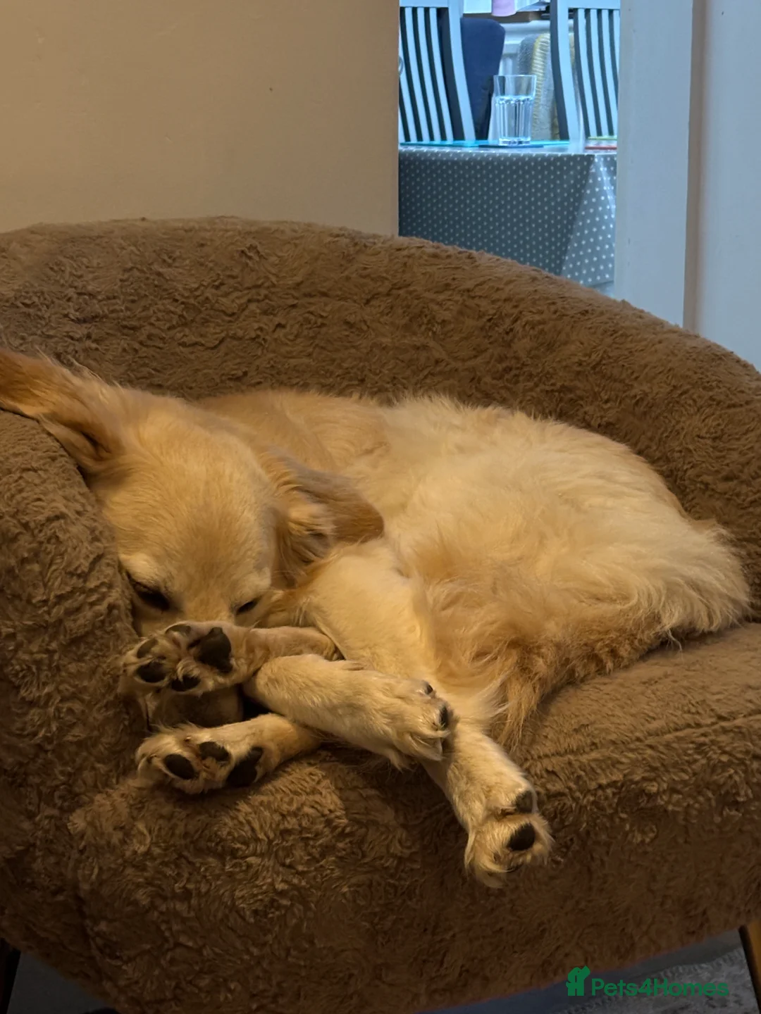 Mixed Breed dogs for sale: Gentle 6yo rehome - Advert 4