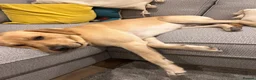 Mixed Breed dogs for sale: Vizslador puppies for sale in Shrewsbury - Advert 17