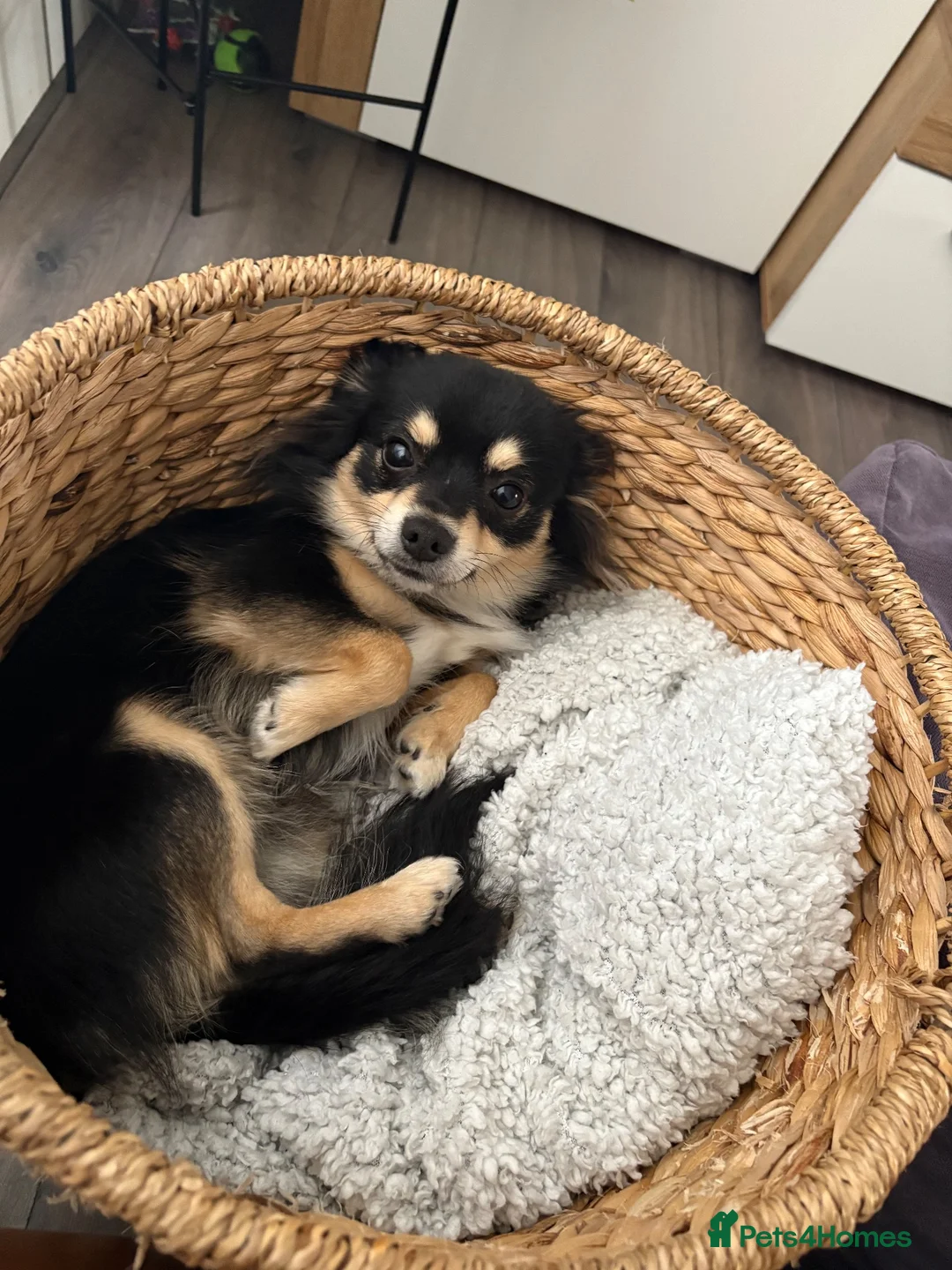 Chihuahua dogs for sale: Chihuahua puppies  in Scunthorpe - Advert 2