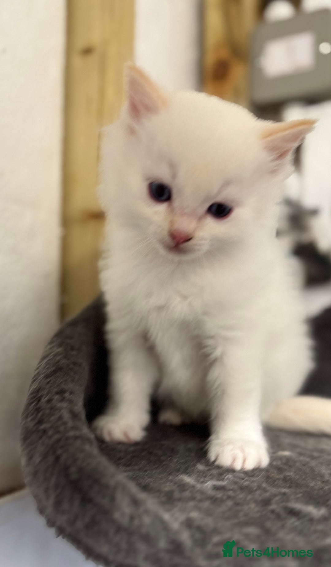 Ragdoll cats for sale: DNA tested Ragdolls - Advert 2